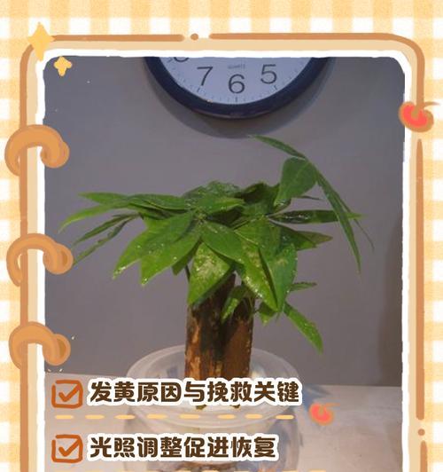 发财树叶黄的处理方法（教你如何恢复发财树的健康生长状态）-第2张图片-绿意生活