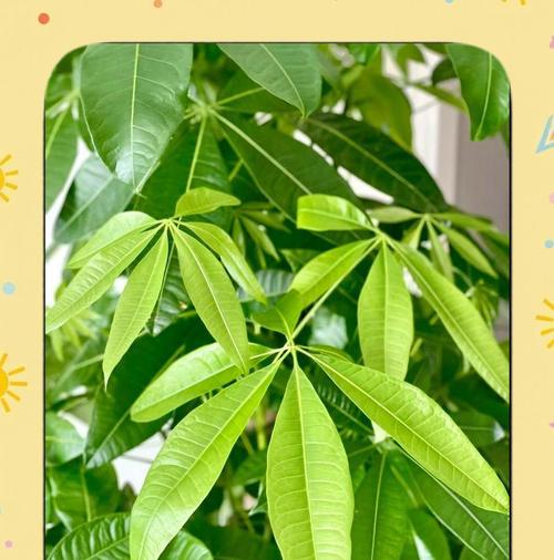 发财树叶黄的处理方法（教你如何恢复发财树的健康生长状态）-第3张图片-绿意生活