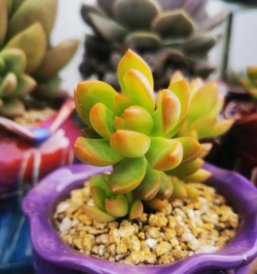 多肉叶子发黄发亮的原因及解决办法（多肉植物的叶子为何会变黄发亮？如何有效解决这一问题？）-第2张图片-绿意生活