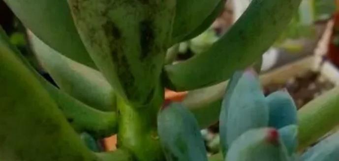 多肉叶子发黄发亮的原因及解决办法（多肉植物的叶子为何会变黄发亮？如何有效解决这一问题？）-第1张图片-绿意生活
