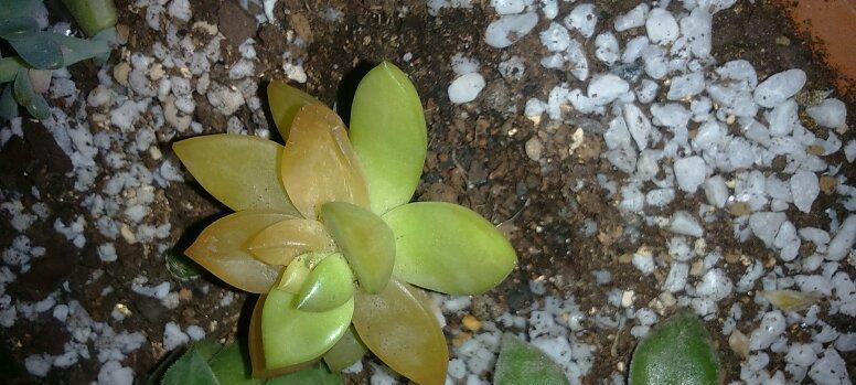 多肉叶子发黄发亮的原因及解决办法（多肉植物的叶子为何会变黄发亮？如何有效解决这一问题？）-第3张图片-绿意生活