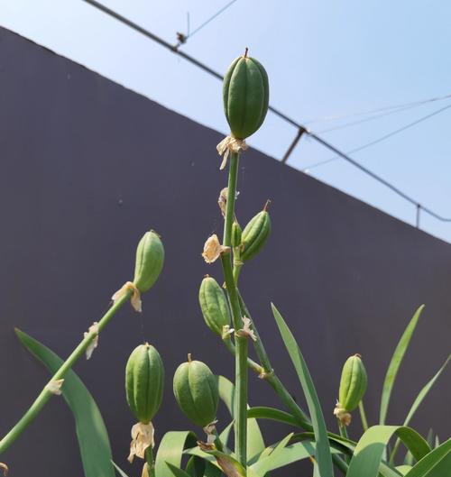 全面了解鸢尾花的栽培方法与技巧（从种植到护理，打造美丽的鸢尾花园）-第2张图片-绿意生活