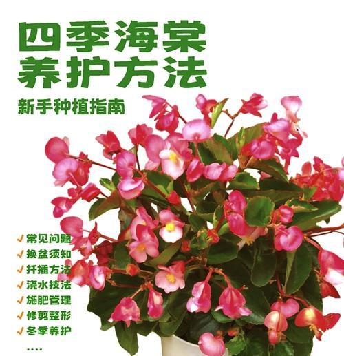冬季玻璃海棠的养殖技巧（让你的玻璃海棠在寒冷的冬季中绽放美丽的花朵）-第2张图片-绿意生活