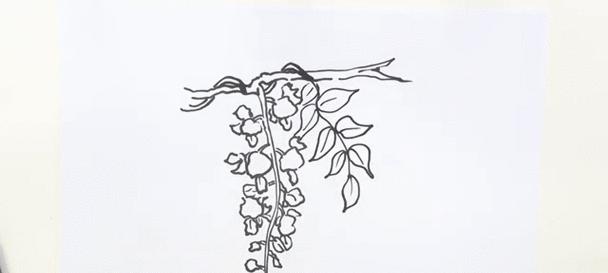 绿藤萝的生长之道（从萌芽到繁茂，探秘绿藤萝的成长奥秘）-第2张图片-绿意生活