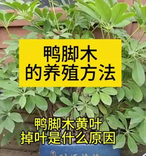 揭秘鸭脚木叶发白的原因（探究鸭脚木叶发白的背后奥秘）-第2张图片-绿意生活