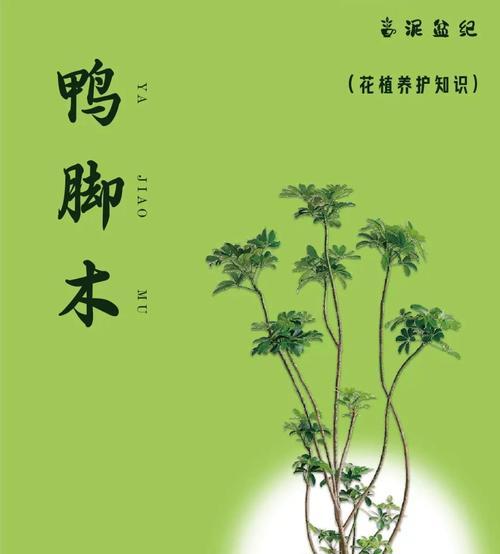 揭秘鸭脚木叶发白的原因（探究鸭脚木叶发白的背后奥秘）-第1张图片-绿意生活