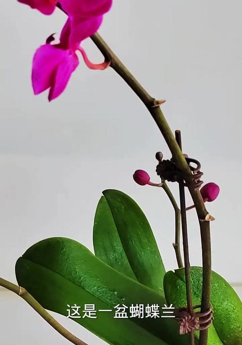 蝴蝶兰是太阳的朋友还是敌人？（探究蝴蝶兰的光照需求和适宜环境）-第1张图片-绿意生活