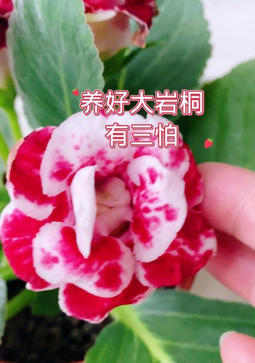大岩桐的冬季养护之道（冬季养护指南，让大岩桐常青如春）-第1张图片-绿意生活