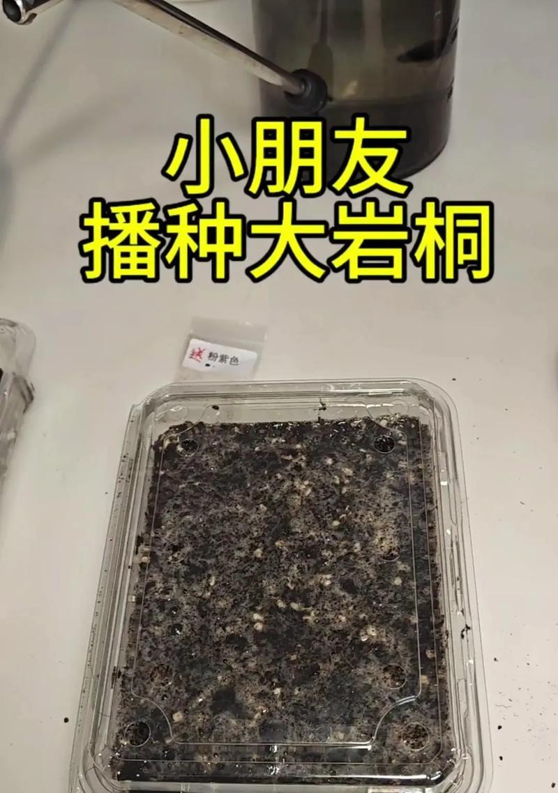 大岩桐的冬季养护之道（冬季养护指南，让大岩桐常青如春）-第3张图片-绿意生活