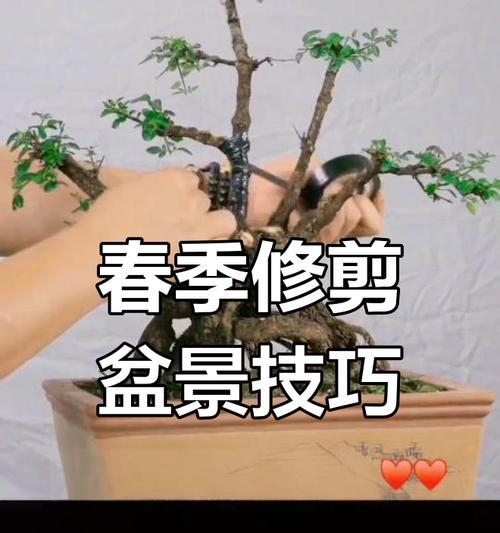 盆景修剪之技巧与方法（打造精美盆景的秘诀与步骤）-第3张图片-绿意生活