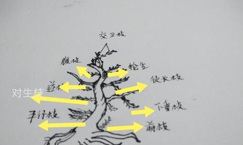 盆景修剪之技巧与方法（打造精美盆景的秘诀与步骤）-第2张图片-绿意生活