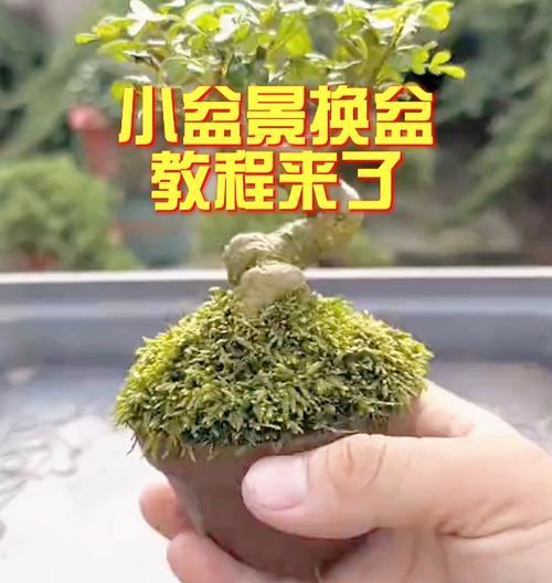 盆景修剪之技巧与方法（打造精美盆景的秘诀与步骤）-第1张图片-绿意生活