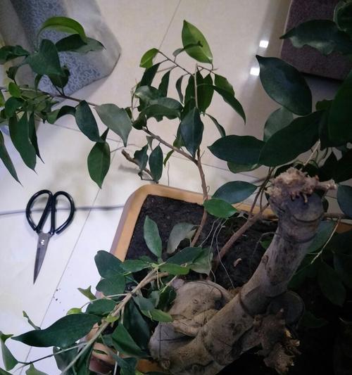 榕树修剪的技巧与方法（掌握榕树修剪的关键，打造美丽健康的园林景观）-第1张图片-绿意生活