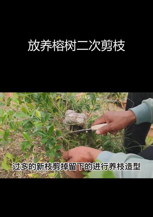 榕树修剪的技巧与方法（掌握榕树修剪的关键，打造美丽健康的园林景观）-第3张图片-绿意生活