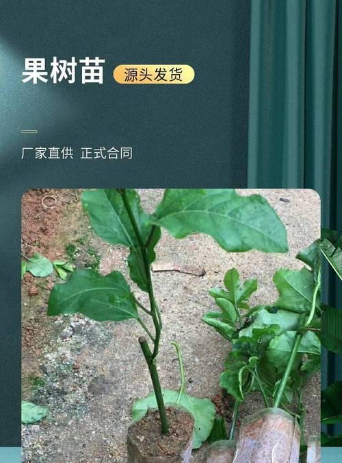 盆栽百香果的养殖技巧与注意事项（打造居家绿意——百香果盆栽的完美选择）-第1张图片-绿意生活