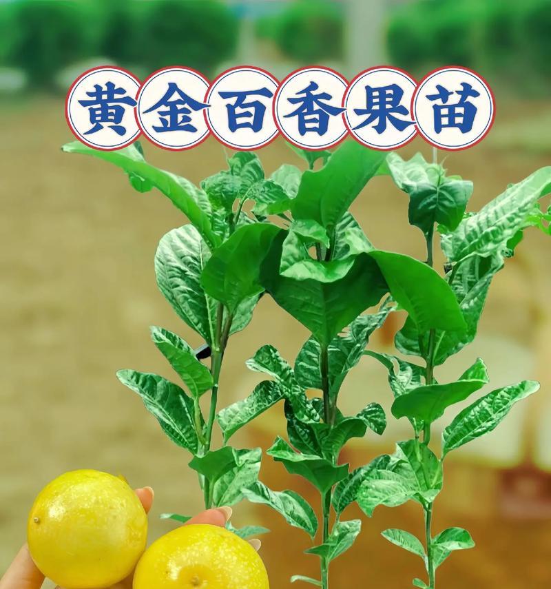 盆栽百香果的养殖技巧与注意事项（打造居家绿意——百香果盆栽的完美选择）-第2张图片-绿意生活