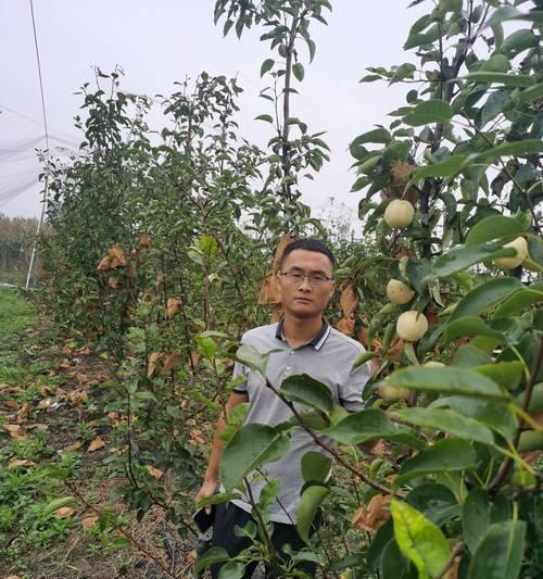 梨树移栽时间及技巧（如何在正确的时间和方法下，使梨树成功移栽？）-第2张图片-绿意生活