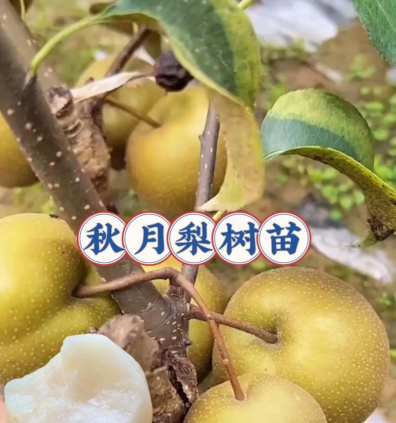 梨树移栽时间及技巧（如何在正确的时间和方法下，使梨树成功移栽？）-第3张图片-绿意生活