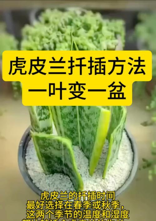 虎皮兰养护指南（打造美观造型的技巧与方法）-第1张图片-绿意生活