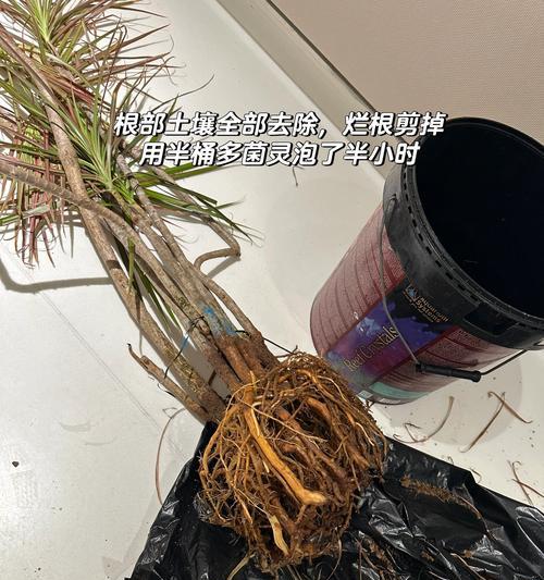如何防止千年木叶子发软下垂？（原因分析及有效补救方法，让千年木叶子重现风姿）-第2张图片-绿意生活