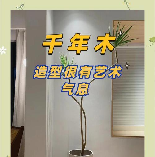 如何防止千年木叶子发软下垂？（原因分析及有效补救方法，让千年木叶子重现风姿）-第1张图片-绿意生活