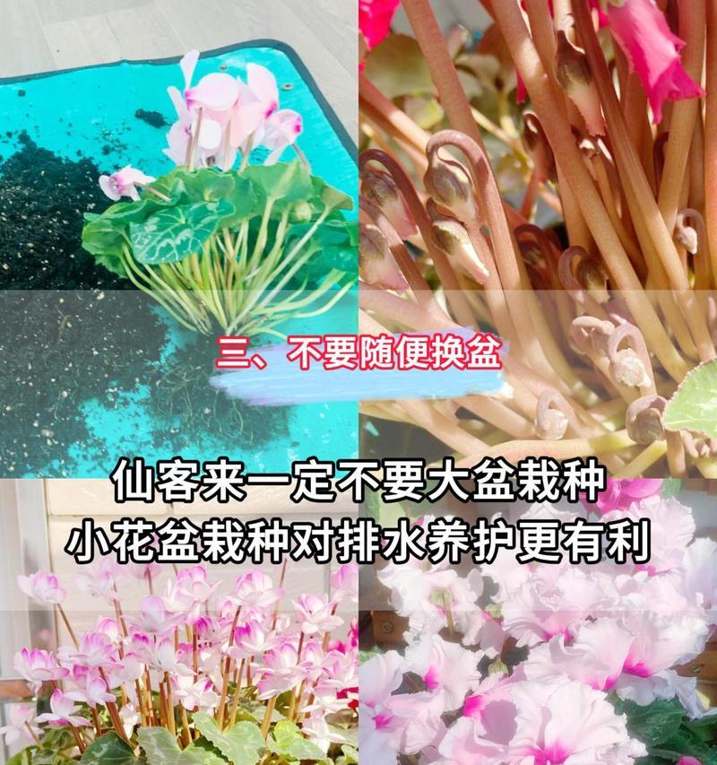 仙客来的种植全指南（掌握仙客来种植技巧，打造绚丽花园）-第3张图片-绿意生活