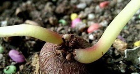 仙客来的种植全指南（掌握仙客来种植技巧，打造绚丽花园）-第2张图片-绿意生活