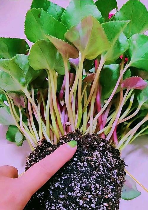 仙客来的种植全指南（掌握仙客来种植技巧，打造绚丽花园）-第1张图片-绿意生活