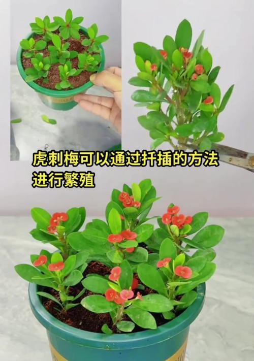 以大基督虎刺梅怎么养（室内养护的关键步骤与技巧）-第3张图片-绿意生活