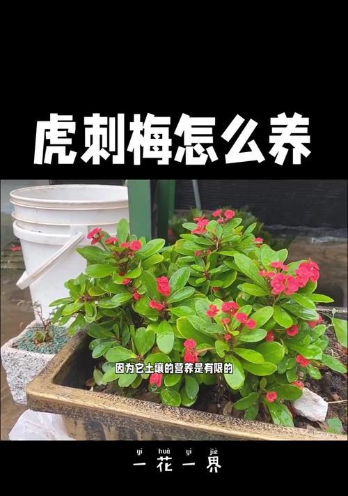以大基督虎刺梅怎么养（室内养护的关键步骤与技巧）-第2张图片-绿意生活
