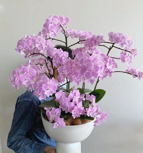 如何正确剪剪蝴蝶兰花剑（蝴蝶兰开花后的修剪技巧，让你的花朵更加美丽）-第1张图片-绿意生活