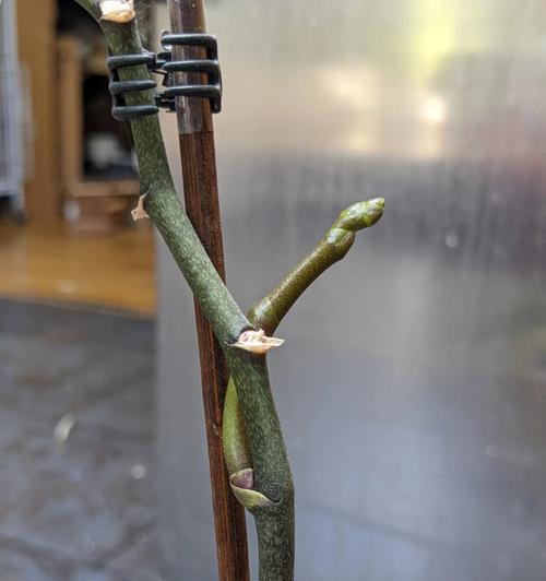 如何正确剪剪蝴蝶兰花剑（蝴蝶兰开花后的修剪技巧，让你的花朵更加美丽）-第3张图片-绿意生活