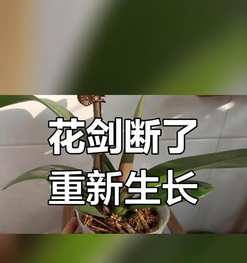 如何正确剪剪蝴蝶兰花剑（蝴蝶兰开花后的修剪技巧，让你的花朵更加美丽）-第2张图片-绿意生活