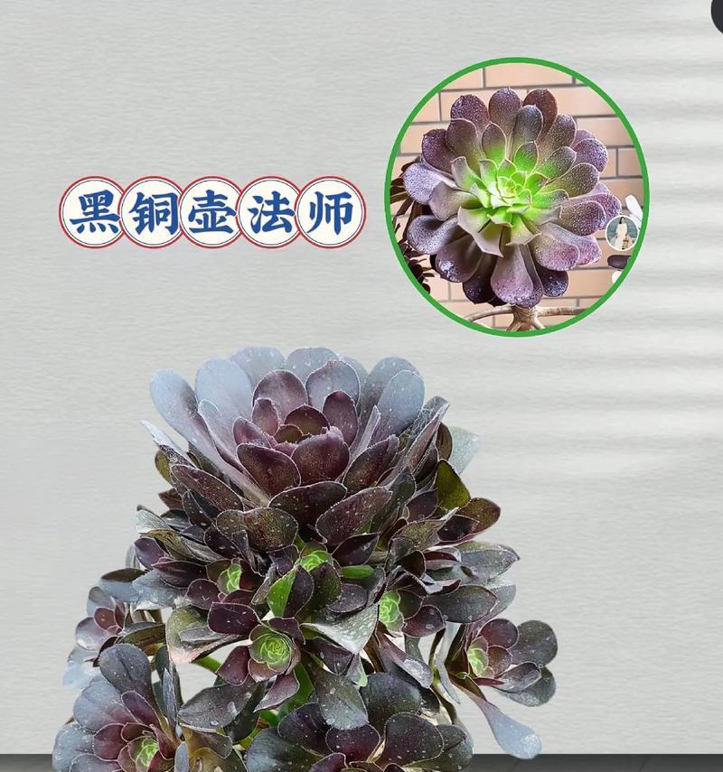 如何科学养护黑法师秋天（掌握关键技巧让你的花开得更美）-第3张图片-绿意生活