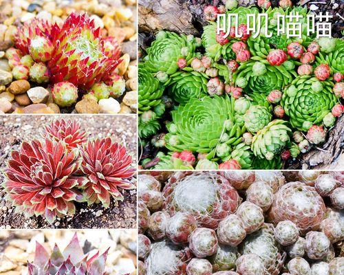 用蛛丝卷绢换土，打造理想花园（创新的土壤改良方法及其应用）-第2张图片-绿意生活