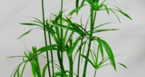 伞竹的冬季养殖技巧（寒冬保护伞竹，让其茁壮成长）-第1张图片-绿意生活