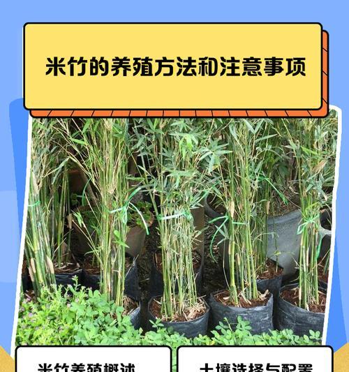 伞竹的冬季养殖技巧（寒冬保护伞竹，让其茁壮成长）-第3张图片-绿意生活