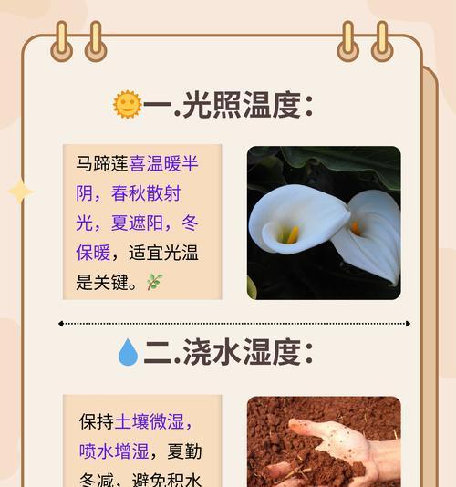 以子持莲花的养殖方法大全（掌握养殖技巧，培育美丽莲花）-第1张图片-绿意生活