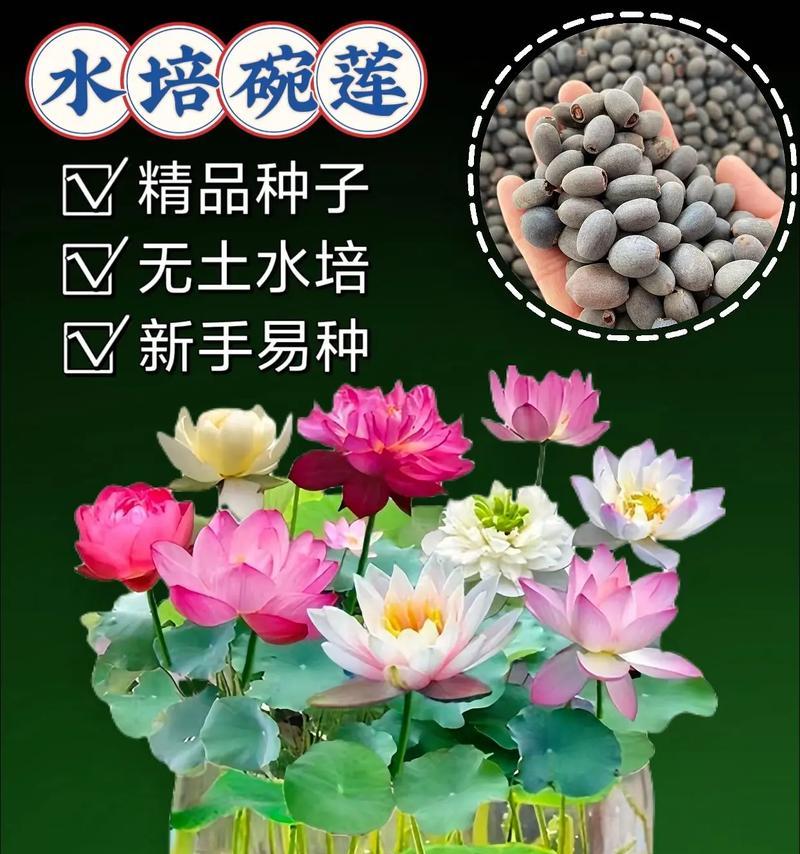 以子持莲花的养殖方法大全（掌握养殖技巧，培育美丽莲花）-第3张图片-绿意生活