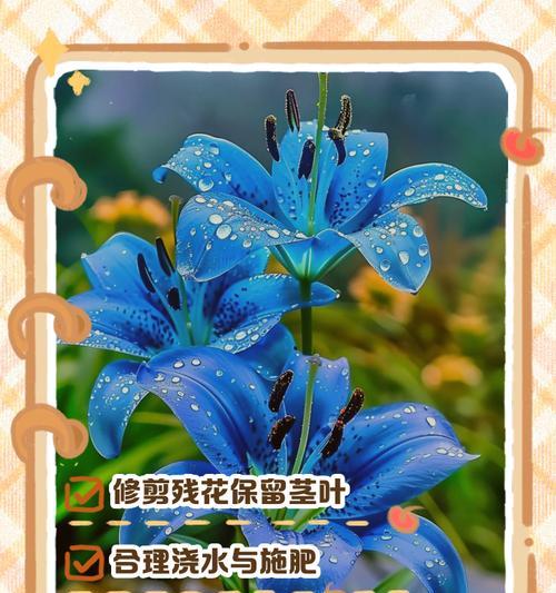百合花水的养护指南（打造健康美丽的百合花园）-第2张图片-绿意生活