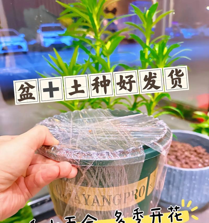 百合花水的养护指南（打造健康美丽的百合花园）-第3张图片-绿意生活