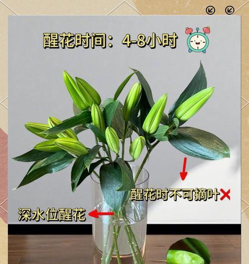 百合花水的养护指南（打造健康美丽的百合花园）-第1张图片-绿意生活