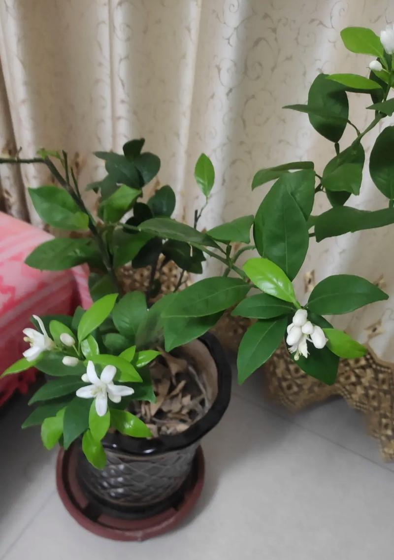 橙子树的几年结果实研究（探究橙子树结果实的生长规律及影响因素）-第2张图片-绿意生活