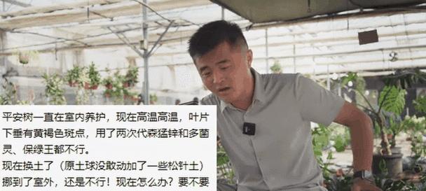 如何正确处理平安树糊巴叶子问题（保护平安树健康成长的关键措施）-第1张图片-绿意生活