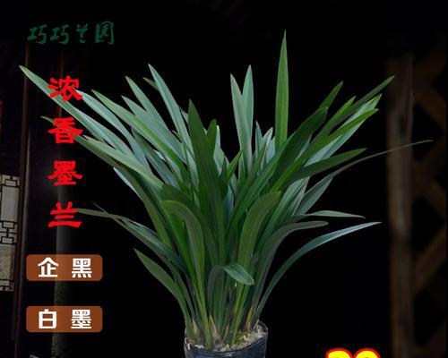兰花标签贴得太多？如何合理给兰花贴标签（兰花标签的多与少影响兰花种植与销售）-第2张图片-绿意生活