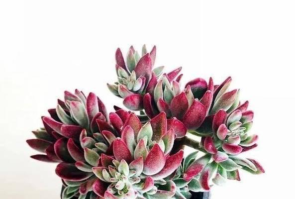 冬季刚栽的多肉植物如何护理？（关键步骤和技巧助你成功养殖）-第1张图片-绿意生活