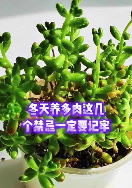 冬季刚栽的多肉植物如何护理？（关键步骤和技巧助你成功养殖）-第3张图片-绿意生活