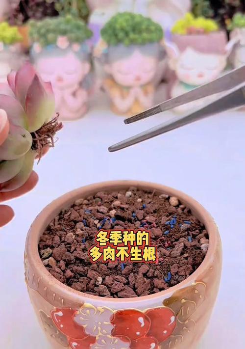 冬季刚栽的多肉植物如何护理？（关键步骤和技巧助你成功养殖）-第2张图片-绿意生活