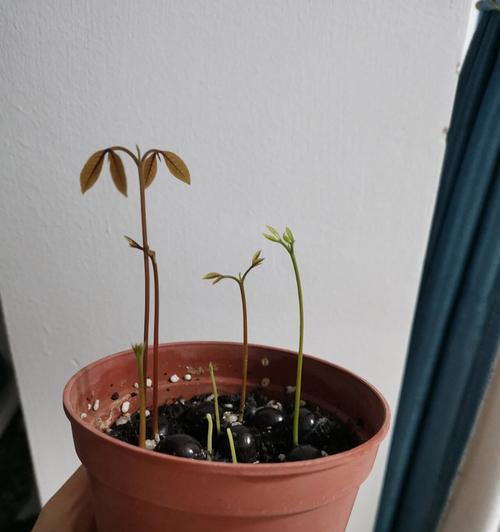 用桂圆籽打造迷你盆栽的艺术（创意植物养护指南，打造独一无二的家居装饰）-第2张图片-绿意生活