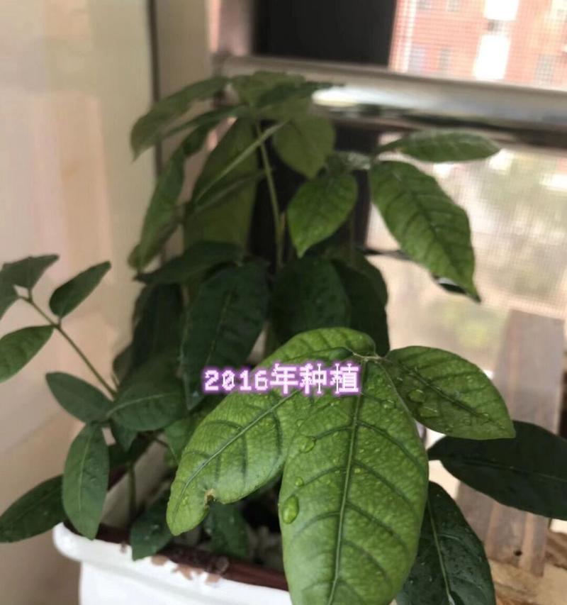 用桂圆籽打造迷你盆栽的艺术（创意植物养护指南，打造独一无二的家居装饰）-第1张图片-绿意生活